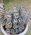 Kolopejka laxiflora - Kalanchoe - semena kolopejky - 30 ks