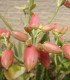 Kolopejka laxiflora - Kalanchoe - semena kolopejky - 20 ks