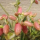 Kolopejka laxiflora - Kalanchoe - semena kolopejky - 30 ks