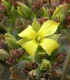 Kolopejka grandiflora - Kalanchoe - semena kolopejky - 20 ks