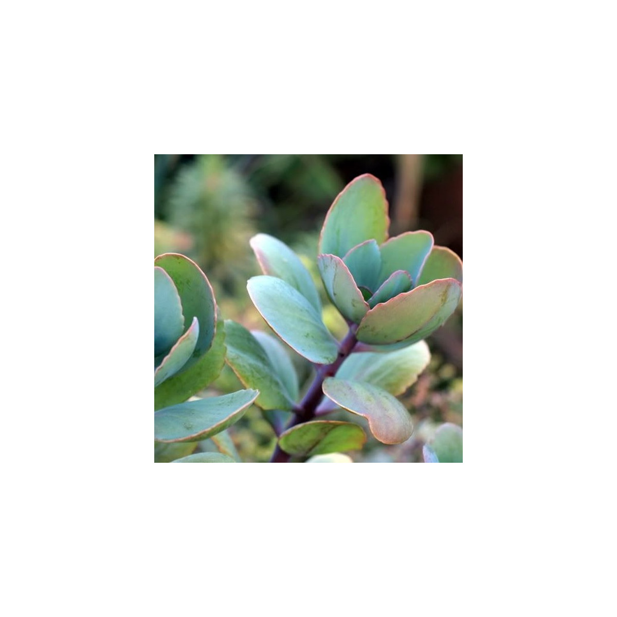 Kolopejka grandiflora - Kalanchoe - semena kolopejky - 20 ks