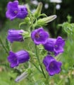 Zvonek zahradní Champion F1 Blue - Campanula medium - semena zvonku - 15 ks