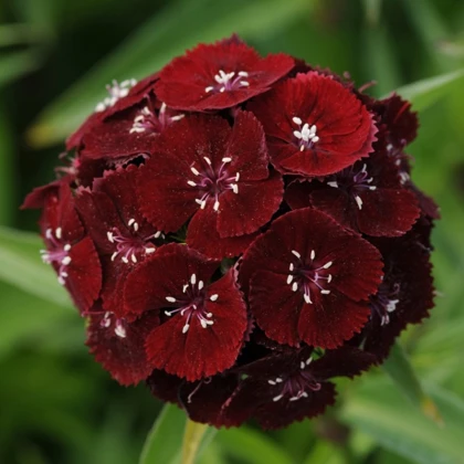 Hvozdík bradatý Sweet Black Cherry F1 - Dianthus barbatus - semena hvozdíku - 20 ks