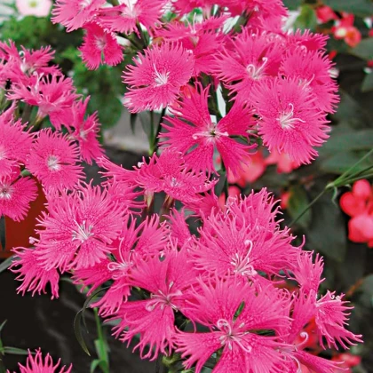Hvozdík bradatý Bouquet Purple F1 - Dianthus barbatus - semena hvozdíku - 20 ks