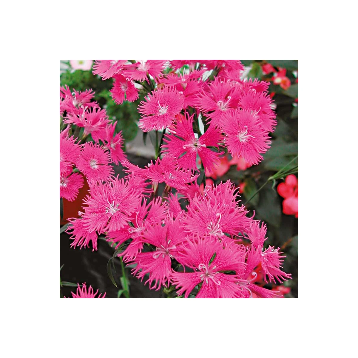 Hvozdík bradatý Bouquet Purple F1 - Dianthus barbatus - semena hvozdíku - 20 ks