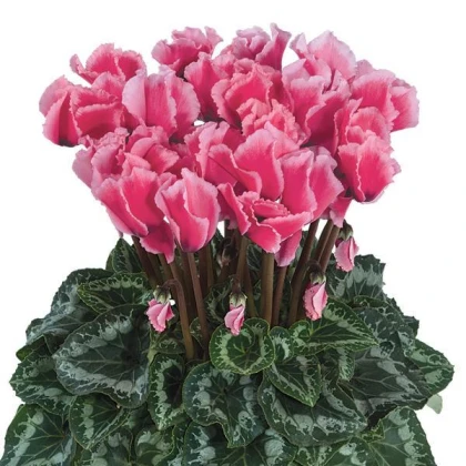 Brambořík perský Halios Culry Rose F1 - Cyclamen persicum - semena bramboříku - 6 ks