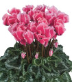 Brambořík perský Halios Culry Rose F1 - Cyclamen persicum - semena bramboříku - 6 ks