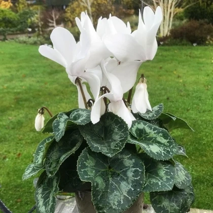 Brambořík perský Halios Pure White F1 - Cyclamen persicum - semena bramboříku - 6 ks