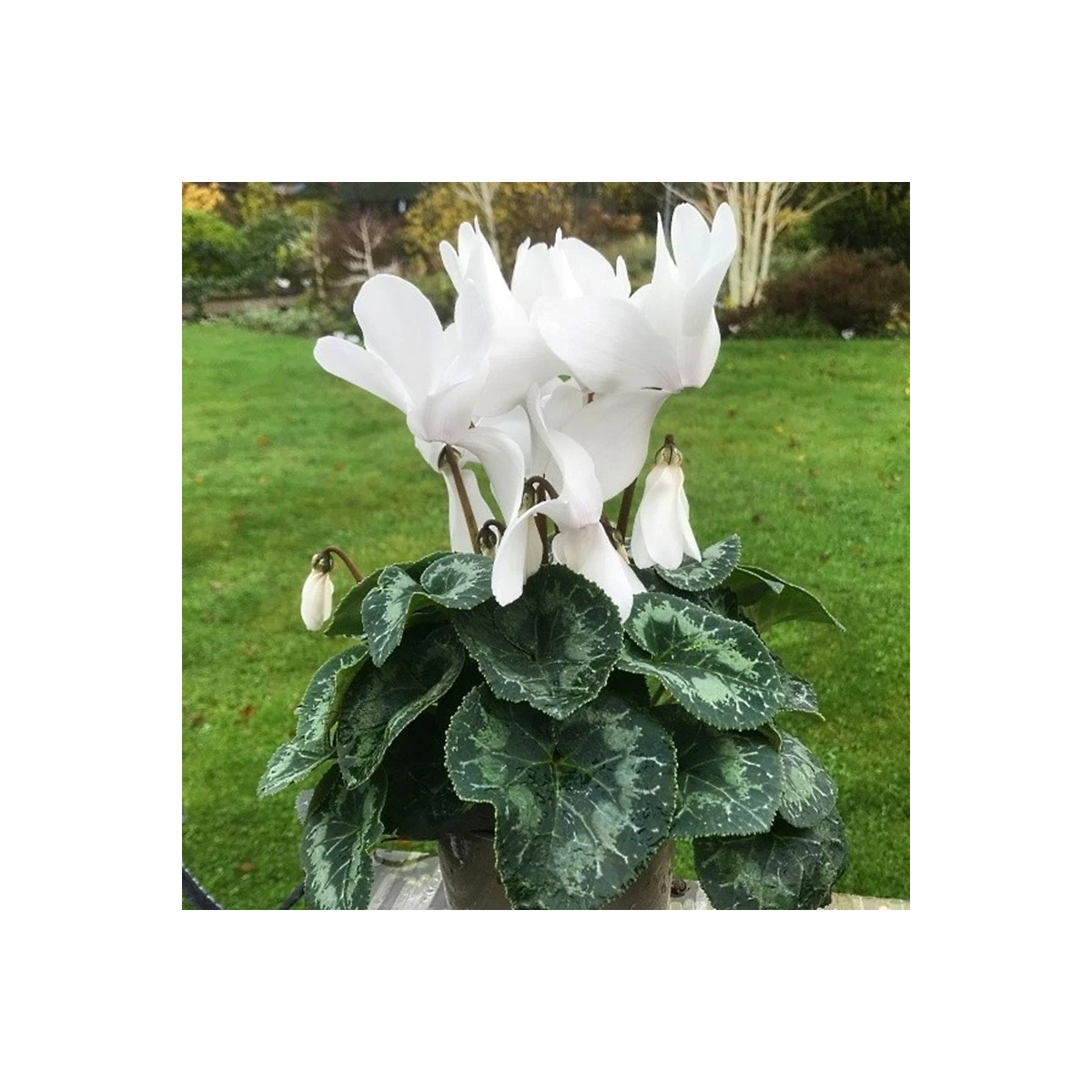 Brambořík perský Halios Pure White F1 - Cyclamen persicum - semena bramboříku - 6 ks