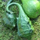 Tykev okrasná Dinosaurus - Cucurbita sicenaria - semena tykve - 6 ks