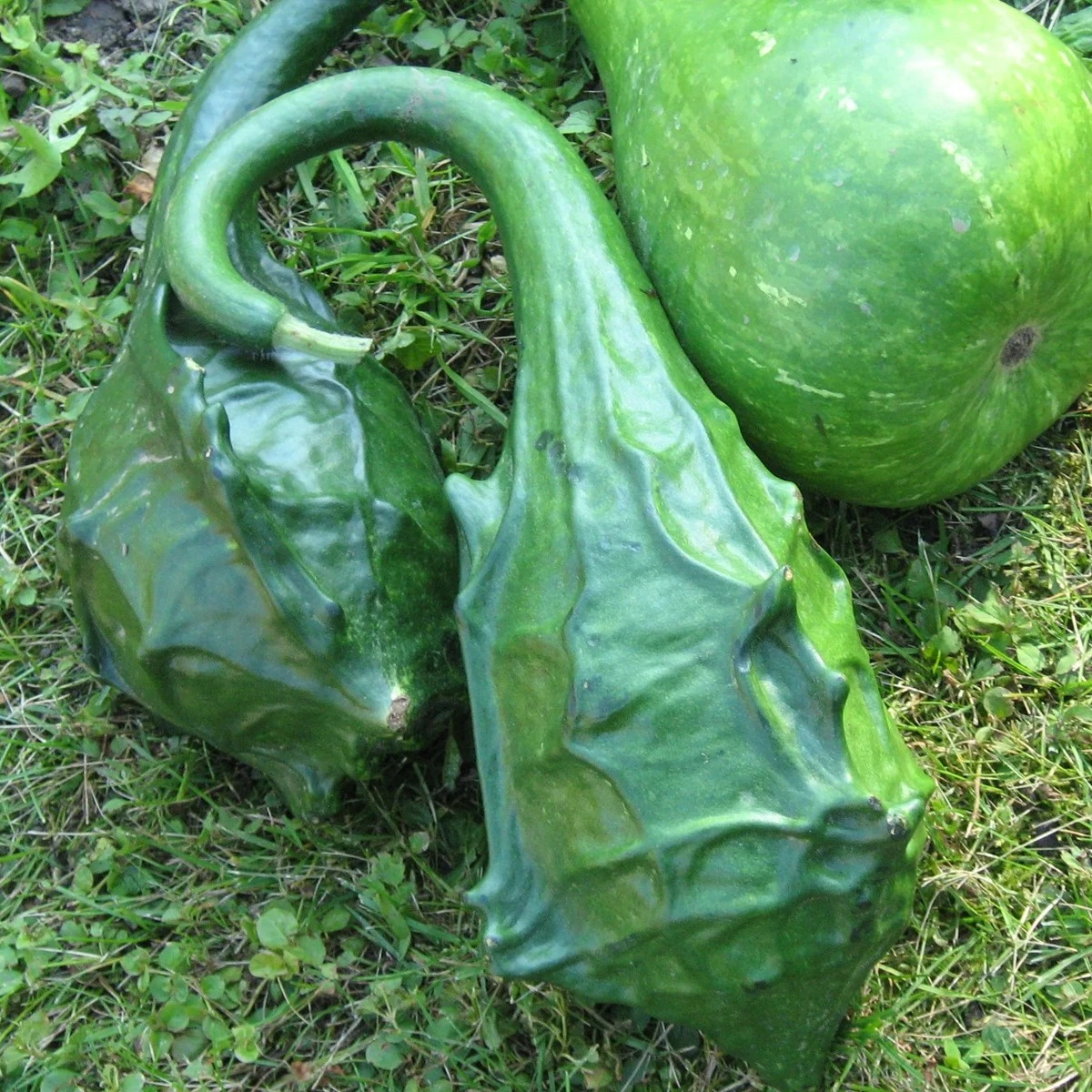 Tykev okrasná Dinosaurus - Cucurbita sicenaria - semena tykve - 6 ks