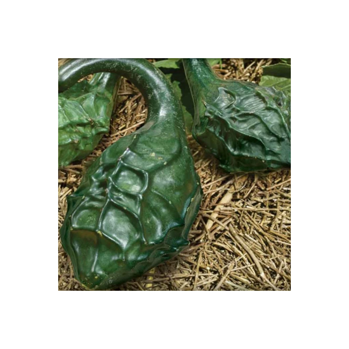 Tykev okrasná Dinosaurus - Cucurbita sicenaria - semena tykve - 6 ks