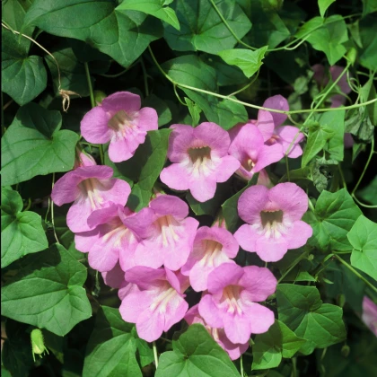 Asarina pnoucí Mystic Rose - Asarina scandens - semena asariny - 20 ks