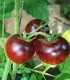 BIO Rajče Black Trifele - Solanum lycopersicum - bio semena rajčete - 7 ks