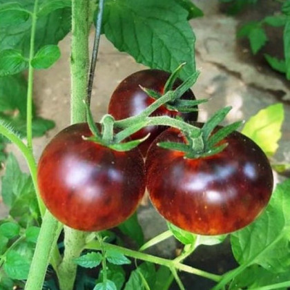 BIO Rajče Black Trifele - Solanum lycopersicum - bio semena rajčete - 7 ks