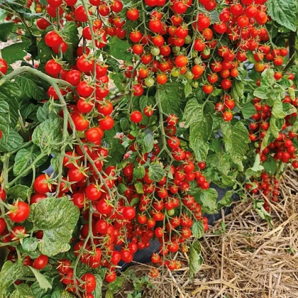 Rajče Perlino červené F1 - Solanum lycopersicum - semena rajčete - 6 ks