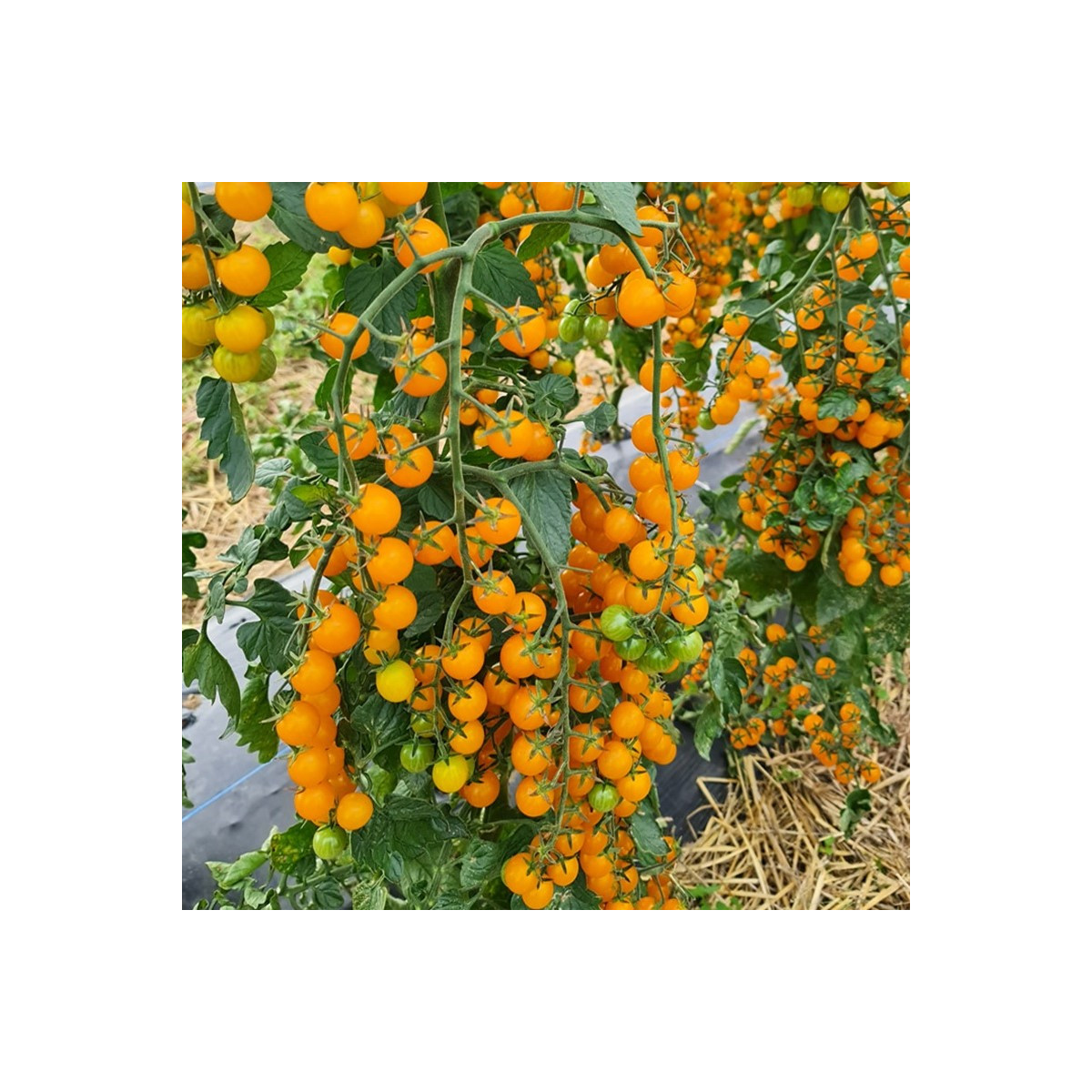 Rajče Perlino žluté F1 - Solanum lycopersicum - semena rajčete - 6 ks