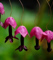 Rodochiton Purple Bells - Rhodochiton atrosanguineus - semena rodochitonu - 6 ks