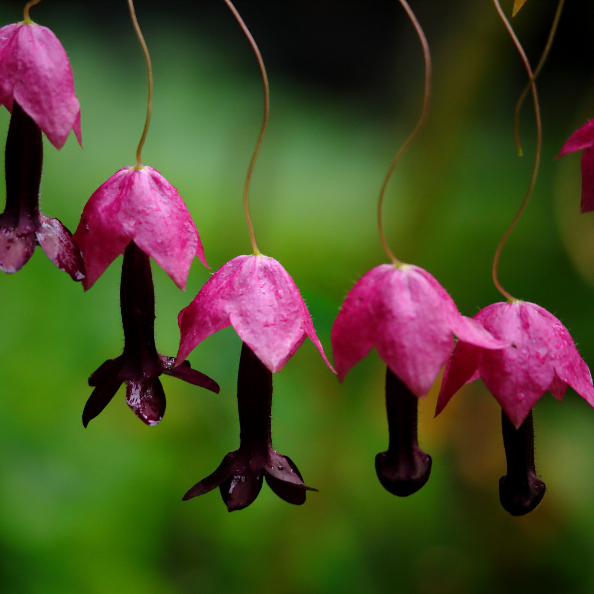 Rodochiton Purple Bells - Rhodochiton atrosanguinemum - semena rodochitonu - 6 ks