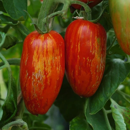 BIO Rajče Striped Roman - Solanum lycopersicum - bio semena rajčete - 7 ks