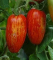 BIO Rajče Striped Roman - Solanum lycopersicum - bio semena rajčete - 7 ks