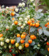 Rajče Tiny Temptations Orange PhR - Solanum lycopersicum - semena rajčete - 5 ks