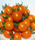 Rajče Tiny Temptations Orange PhR - Solanum lycopersicum - semena rajčete - 5 ks