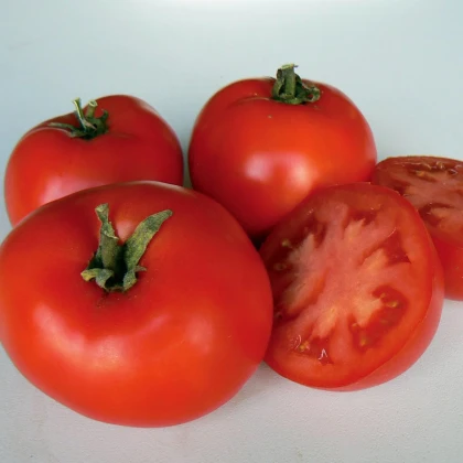 BIO Rajče Legend PhR - Solanum lycopersicum - bio semena rajčete - 7 ks
