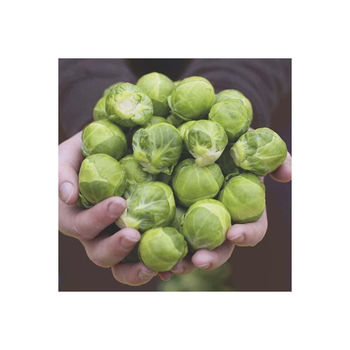 BIO Kapusta růžičková Hemera F1 - Brassica oleracea - semena kapusty - 20 ks