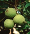 Ořešák černý - Juglans nigra - semena ořešáku - 2 ks