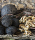 Ořešák černý - Juglans nigra - semena ořešáku - 2 ks
