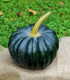 BIO Dýně Black Futsu - Cucurbita moschata - bio semena dýně - 7 ks