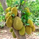 Chlebovník různolistý - Artocarpus heterophyllus - semena chlebovníku - 2 ks