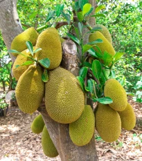 Chlebovník různolistý - Artocarpus heterophyllus - semena chlebovníku - 2 ks