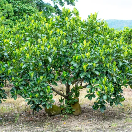 Chlebovník různolistý - Artocarpus heterophyllus - semena chlebovníku - 2 ks