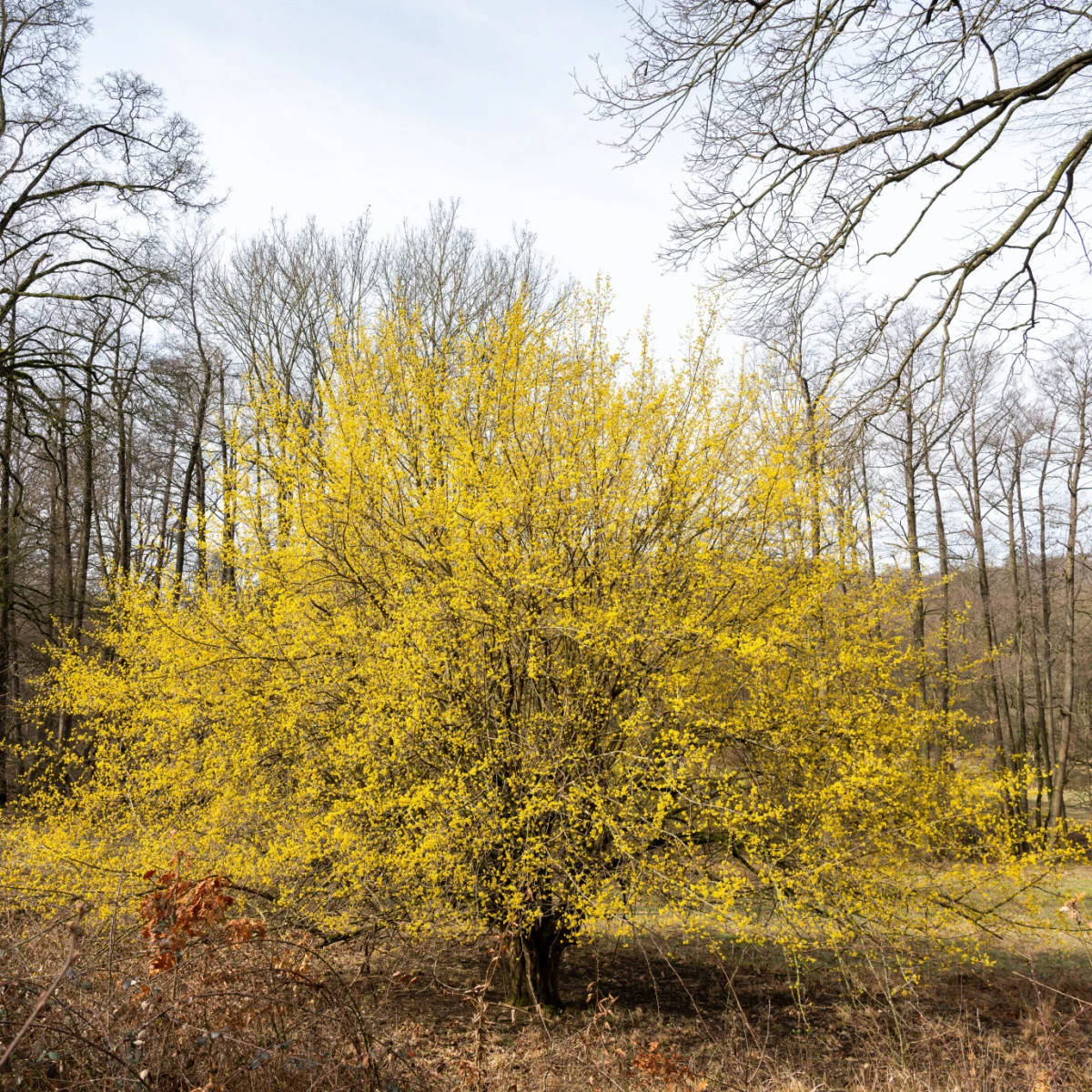 Dřín obecný - Cornus mas - semena dřínu - 3 ks