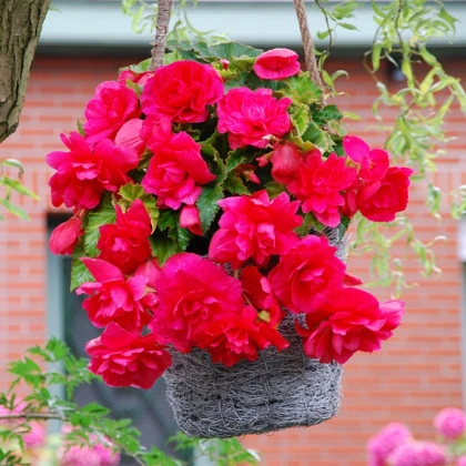 Begonie růžová - Begonia pendula maxima - hlízy begonie - 2 ks