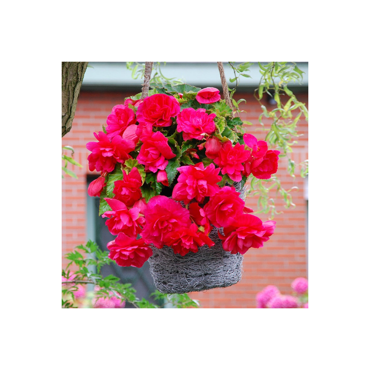 Begonie růžová - Begonia pendula maxima - hlízy begonie - 2 ks