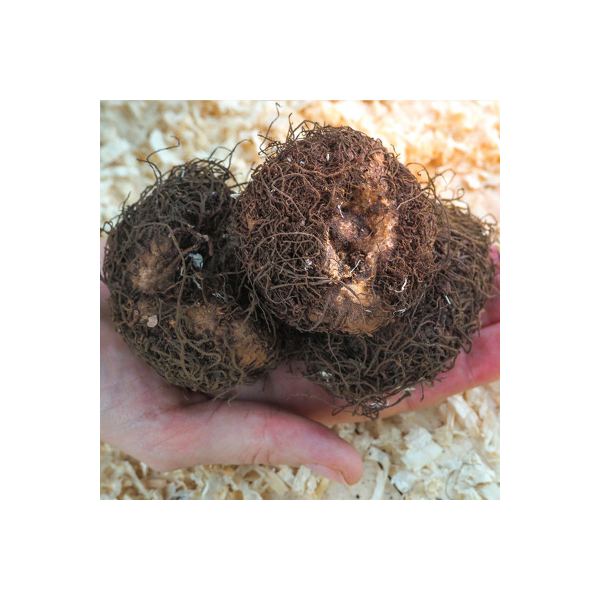 Begonie růžová - Begonia pendula maxima - hlízy begonie - 2 ks