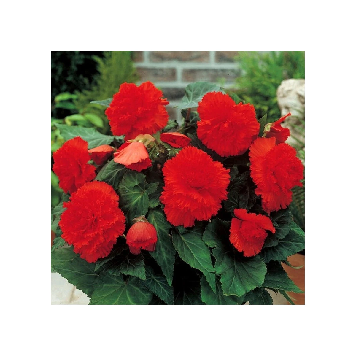 Begonie třepenitá červená - Begonia fimbriata - hlízy begonie - 2 ks