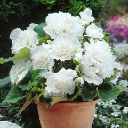 Begonie třepenitá bílá - Begonia fimbriata - hlízy begonie - 2 ks