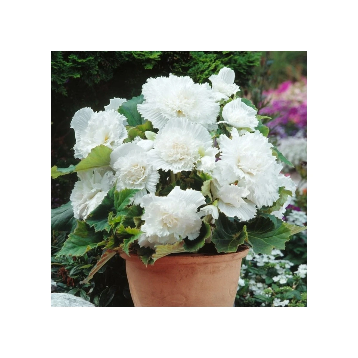 Begonie třepenitá bílá - Begonia fimbriata - hlízy begonie - 2 ks