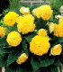Begonie třepenitá žlutá - Begonia fimbriata - hlízy begonie - 2 ks