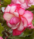 Begonie Pink Balcony - Begonia tuberhybrida - hlízy begonie - 2 ks