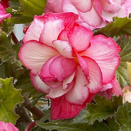 Begonie Pink Balcony - Begonia tuberhybrida - hlízy begonie - 2 ks