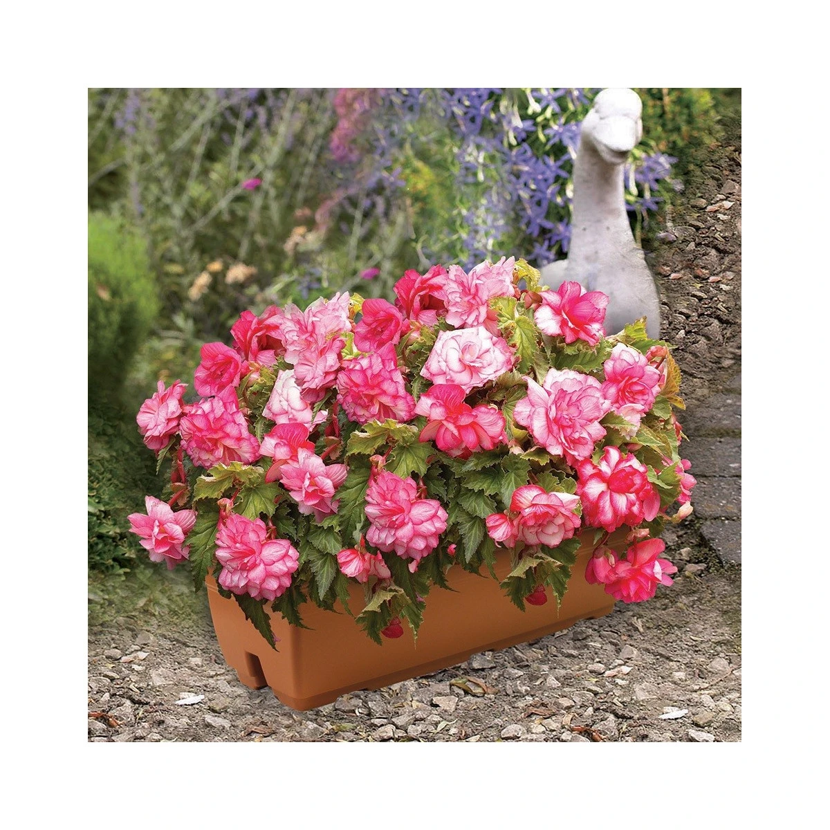 Begonie Pink Balcony - Begonia tuberhybrida - hlízy begonie - 2 ks