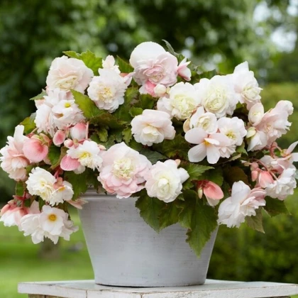 Begonie Angelique - Begonia odorata - hlízy begonie - 2 ks