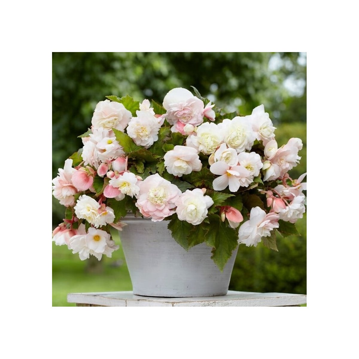 Begonie Angelique - Begonia odorata - hlízy begonie - 2 ks