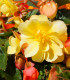 Begonie Sunny Dream - Begonia odorata - hlízy begonie - 2 ks