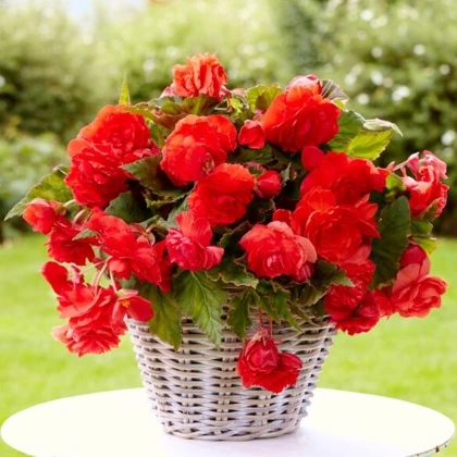 Begonie Red Glory - Begonia odorata - hlízy begonie - 2 ks